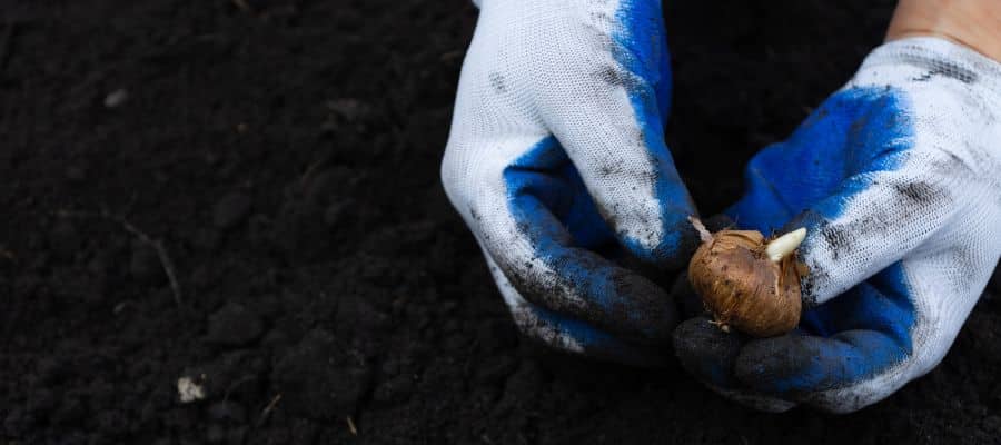 krokus-bollen-planten