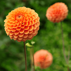 Dahlia-oranje-pompon