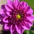 Dahlia-paars