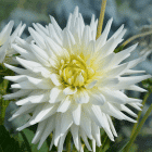 Dahlia-playa-blanca