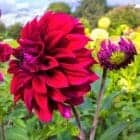 Dahlia-rood