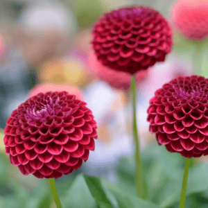 Dahlia-rood