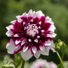 Dahlia-rood-wit