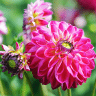 Dahlia-roze