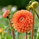 dahlia-oranje