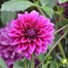 dahlia-blue-bell