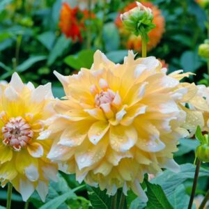 dahlia-geel-wit