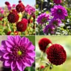 dahlia-gerard-darlings