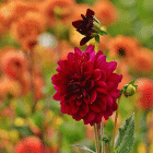 dahlia-heatwave-rood