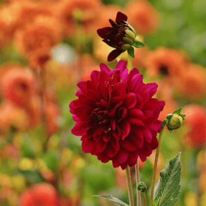 dahlia-heatwave-rood