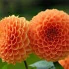 dahlia-oranje-pompon