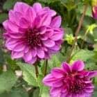 dahlia-paars