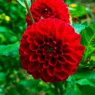 dahlia-rood