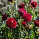 dahlia-rood-pompon