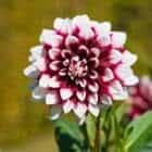 dahlia-rood-wit