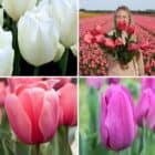 wit - roze - paars tulpen