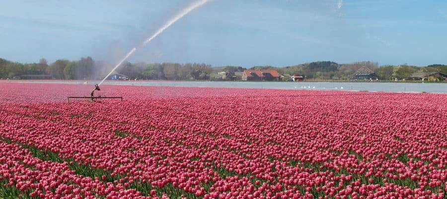 Water geven en bemesting: essentiële tips voor een gezonde groei