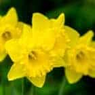 Narcis-dutchmaster