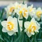 Narcis-wit-dubbelbloemig