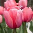 Tulp-groot-roze