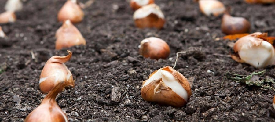 Tulpen bollen redeneer verzorgen