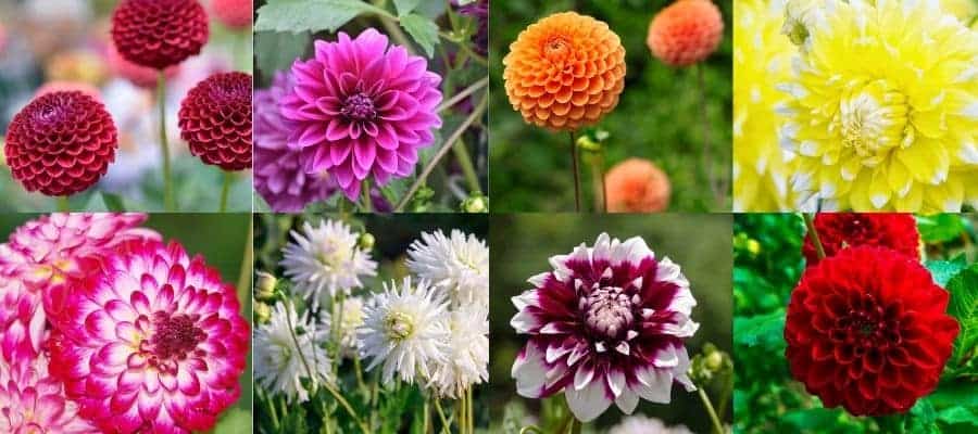 alle-dahlias-flowerbulbs-amsterdam