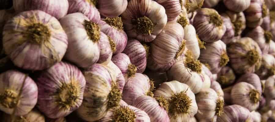 alliums-bollen