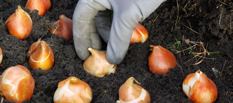 Planttips voor voorjaarsbloembollen