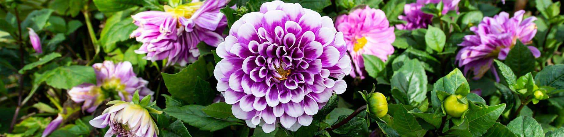 Beste Dahlia toppen