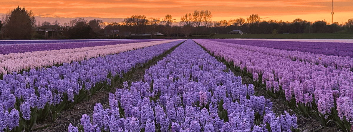 hyacinten-veld-zonsondergang