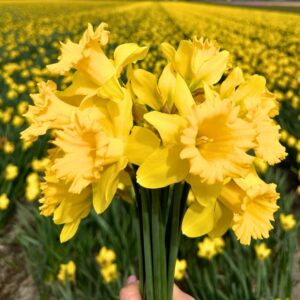 narcis-geel