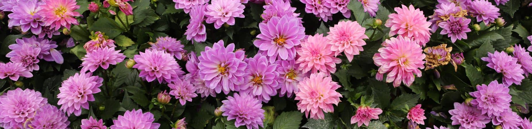 De mooiste dahlia’s