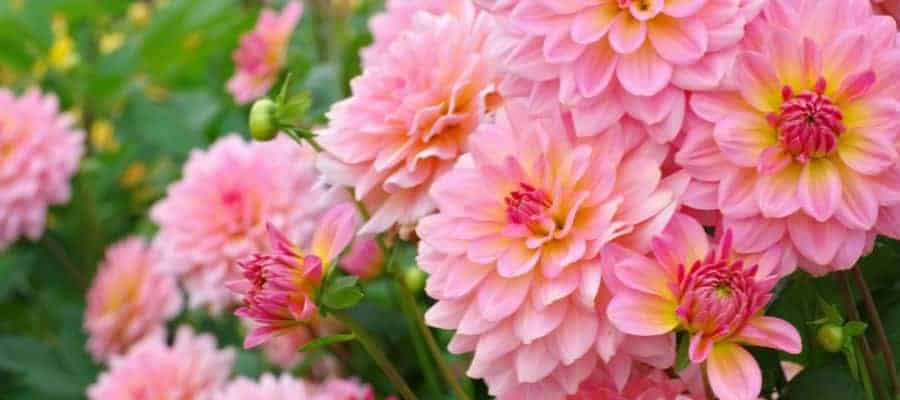 roze-dahlia-2