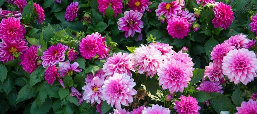 roze-dahlia's