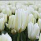 tulp-bloembol-wit