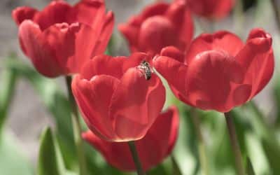 Zijn bloembollen het beste voor de biodiversiteit?