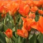 tulp-oranje