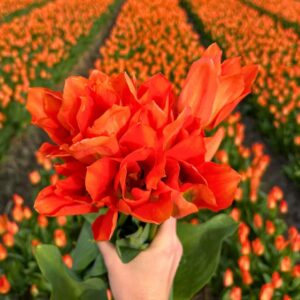 tulp-oranje