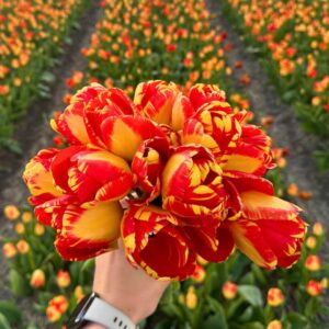 tulp-rood-geel