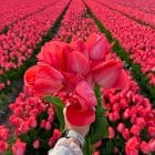 tulp-rood-roze