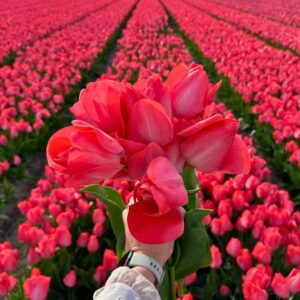 tulp-rood-roze