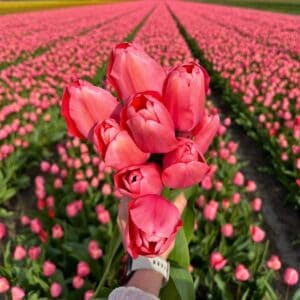 tulp-roze