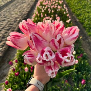 tulp-roze-wit