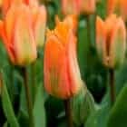 tulpenbol-oranje