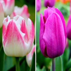 tulpenbollem-mix-roze-paars