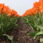 tulpenbollen-oranje