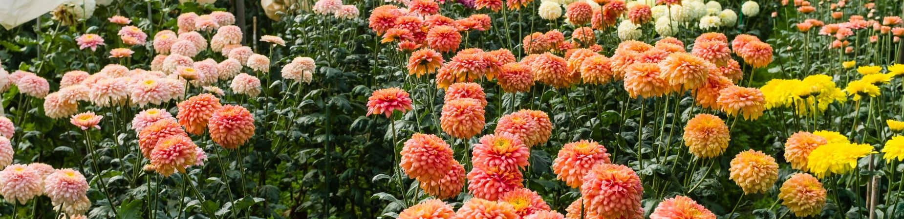 verschillende-dahlias