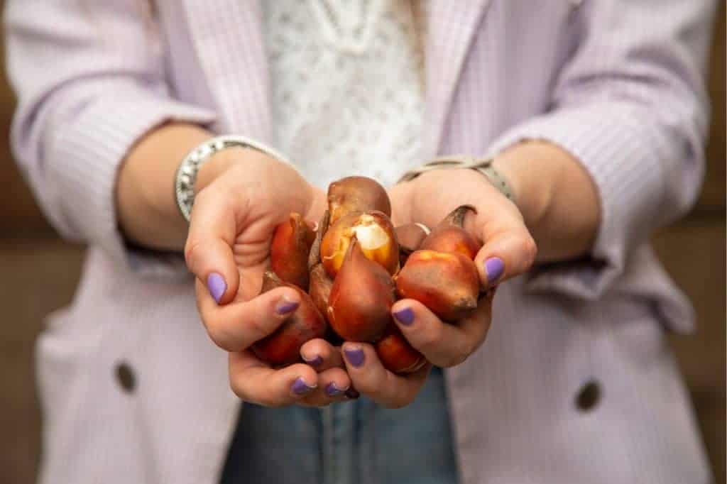 Tulpen bollen