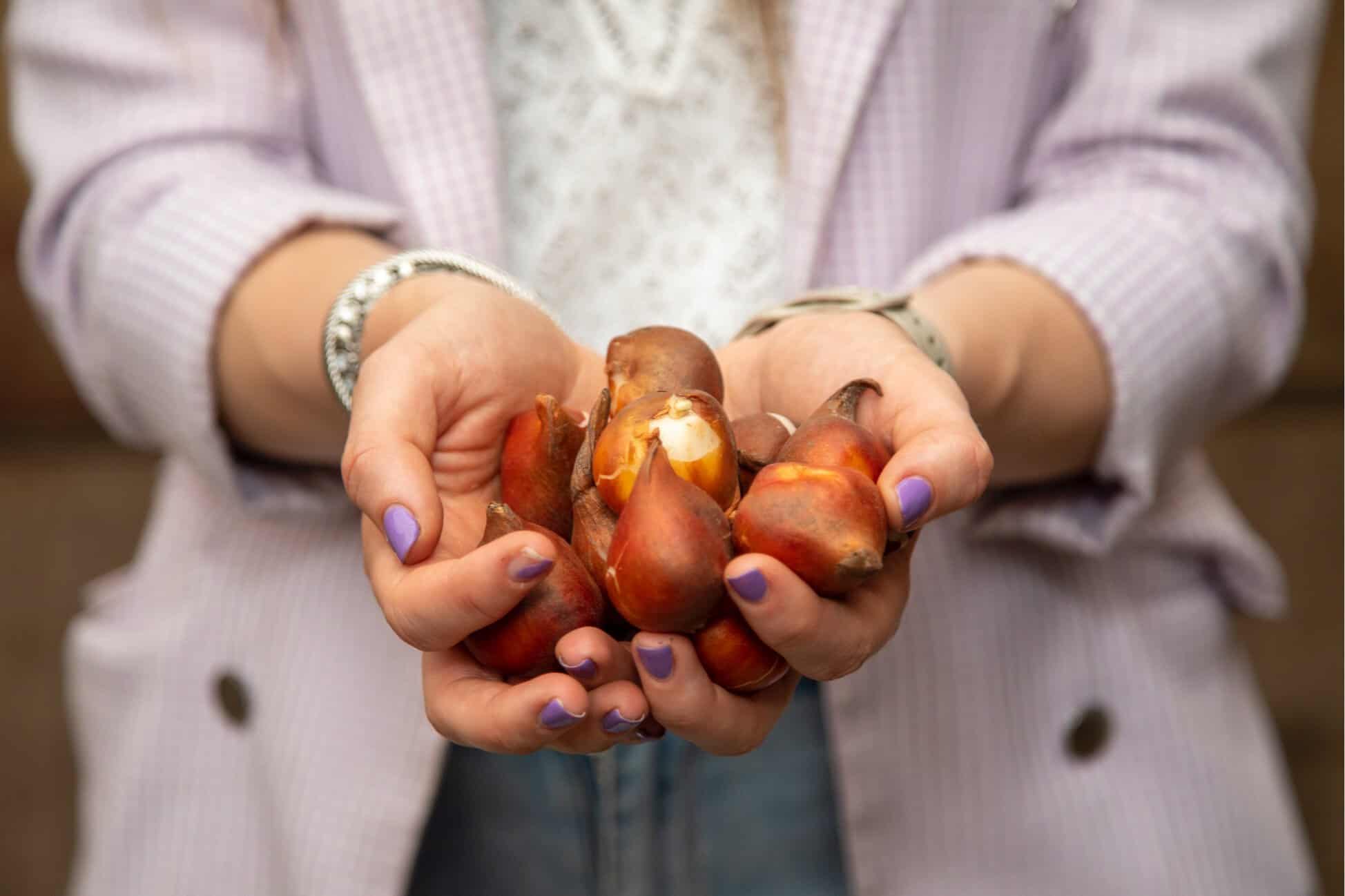 Tulpen bollen