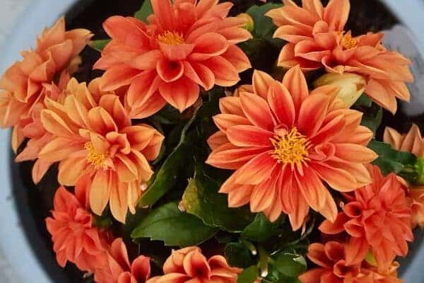 dahlia-in-pot